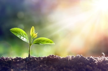 Tiny plant sprouting up from the soil into the sun